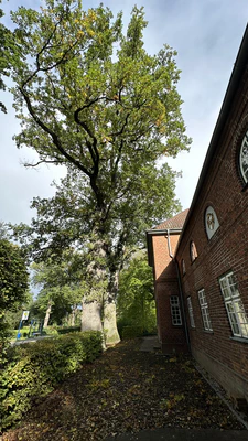 images/schule/altbau-vorne-baum.jpg
